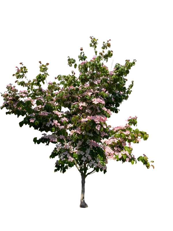 Cornus kousa 'Satomi'
