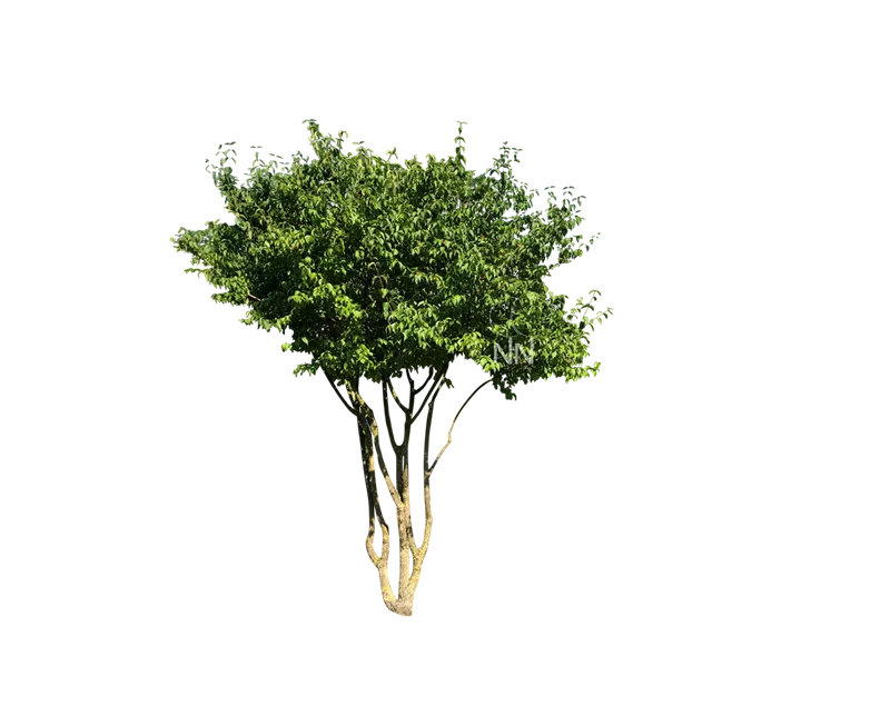 Cornus mas