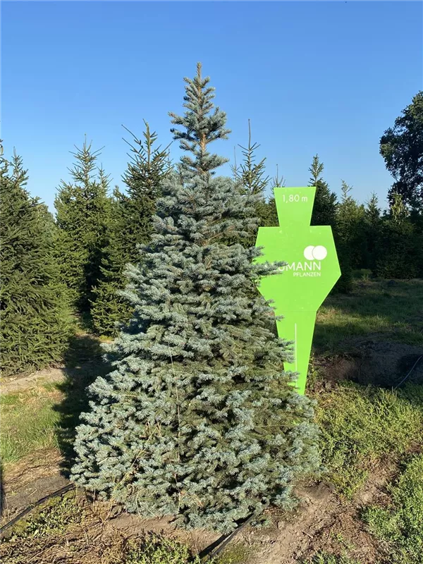 Picea pungens glauca