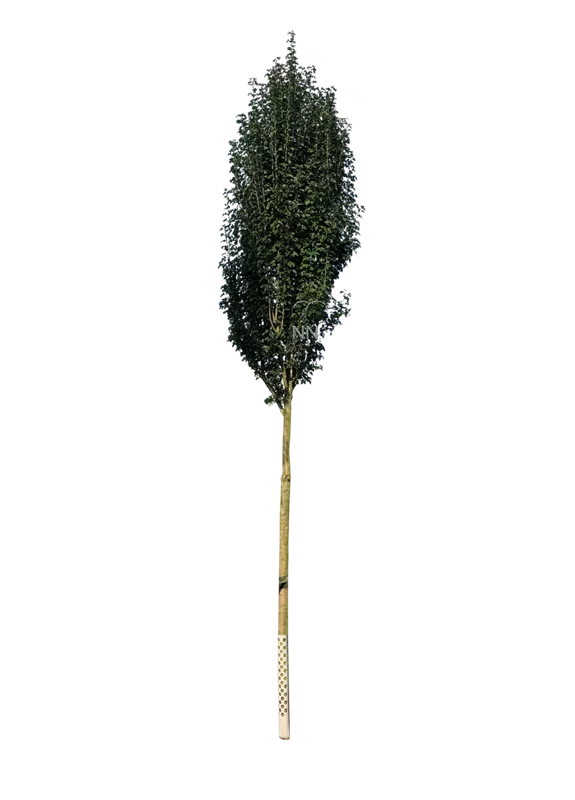 Crataegus monogyna 'Stricta'
