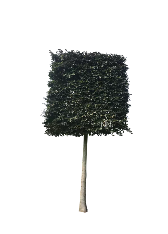 Fagus sylvatica purpurea