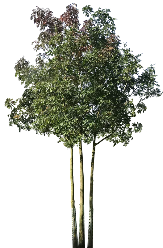 Fraxinus ornus