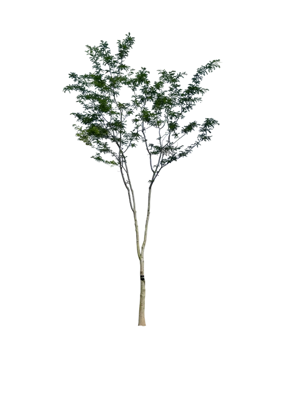 Gleditsia triacanthos 'Skyline'