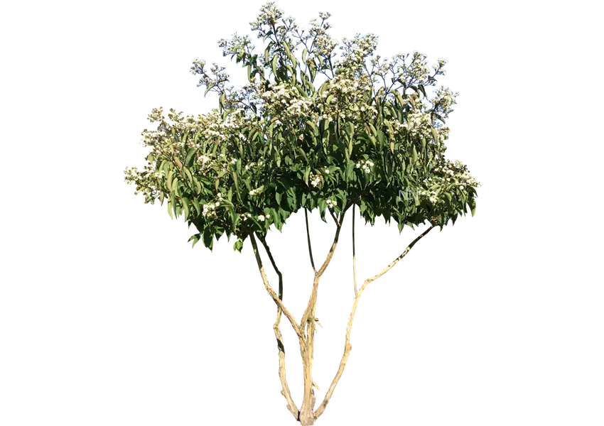 Heptacodium miconioides