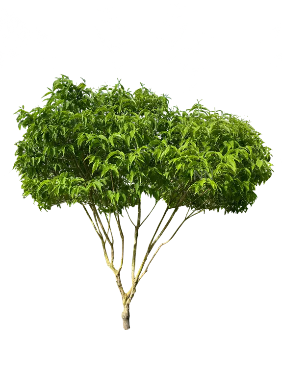 Heptacodium miconioides