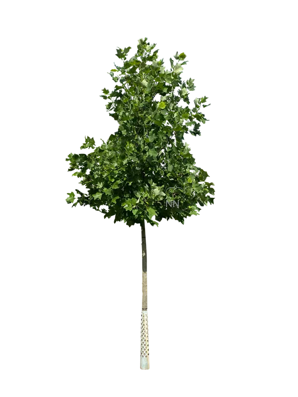Liriodendron tulipifera