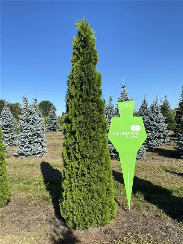 Thuja occidentalis 'Smaragd'