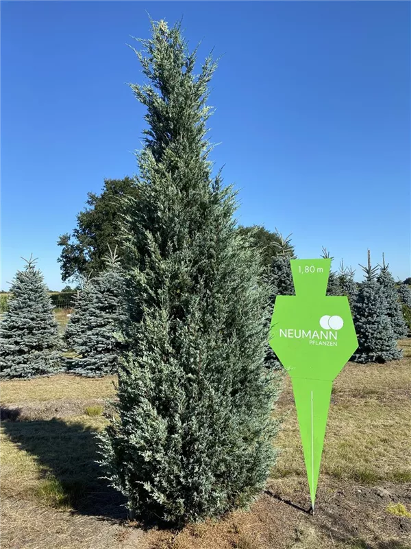 Juniperus scopulorum 'Wichita Blue'