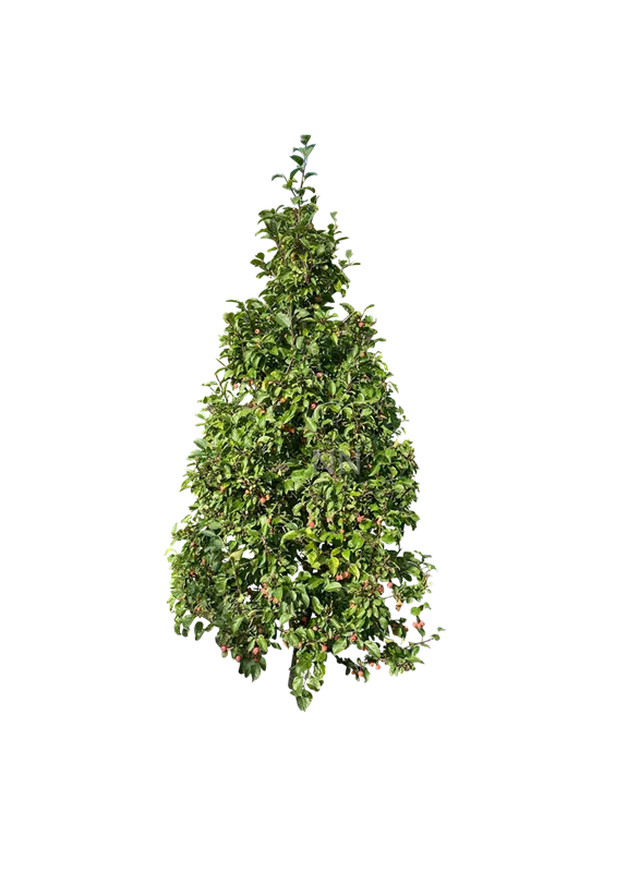 Malus 'Evereste' -R-