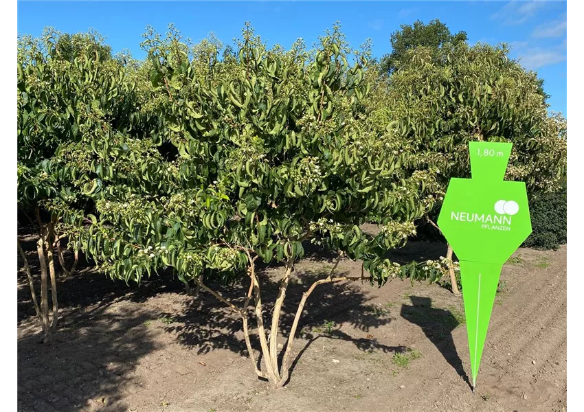Heptacodium miconioides