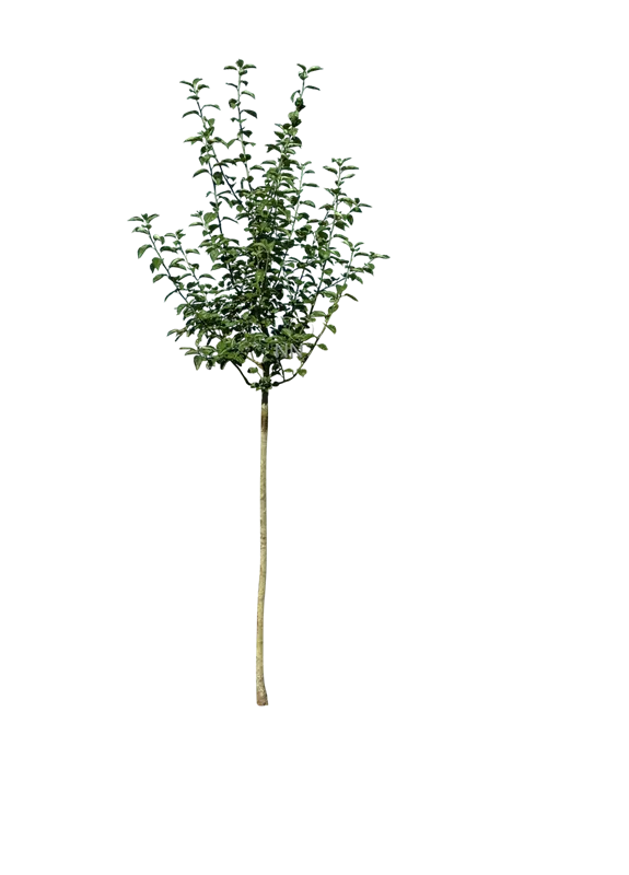 Malus 'Roter Eiserapfel' CAC