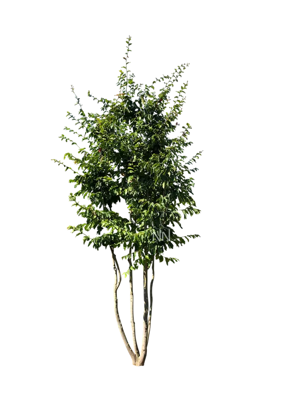Parrotia persica 'Vanessa'