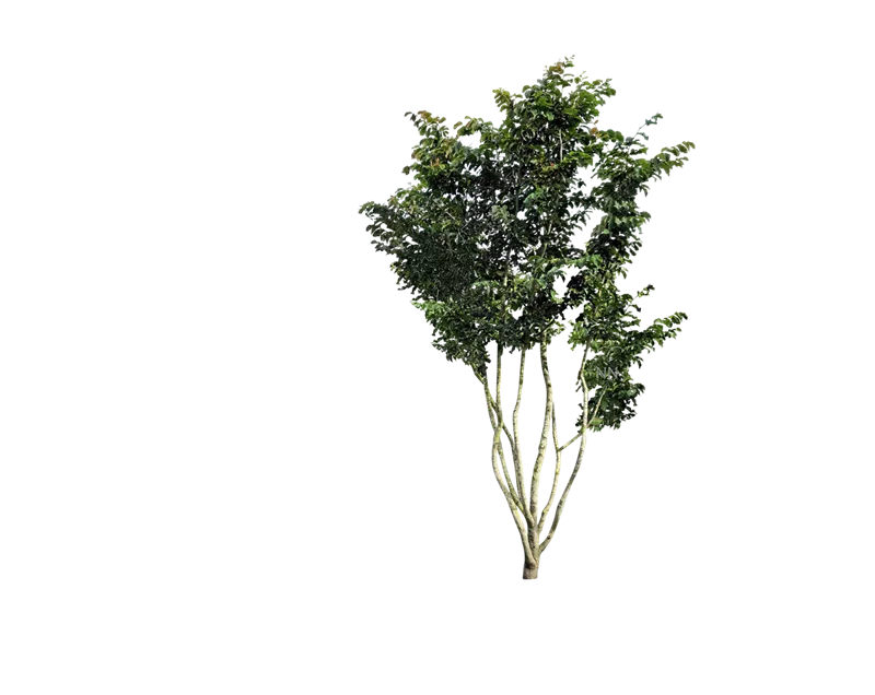 Parrotia persica