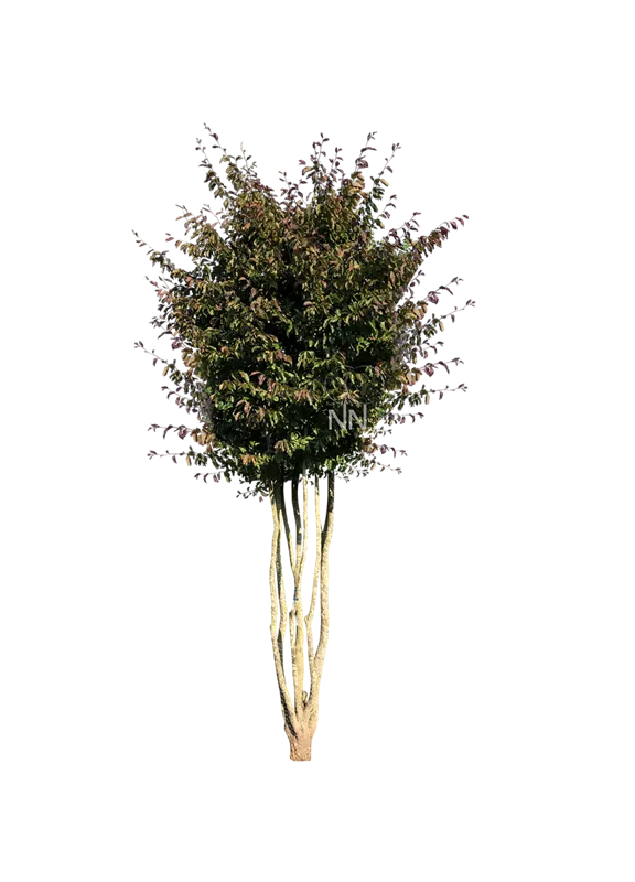 Parrotia persica 'Vanessa'