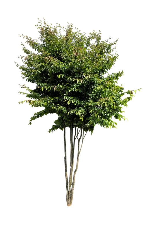 Parrotia persica 'Vanessa'