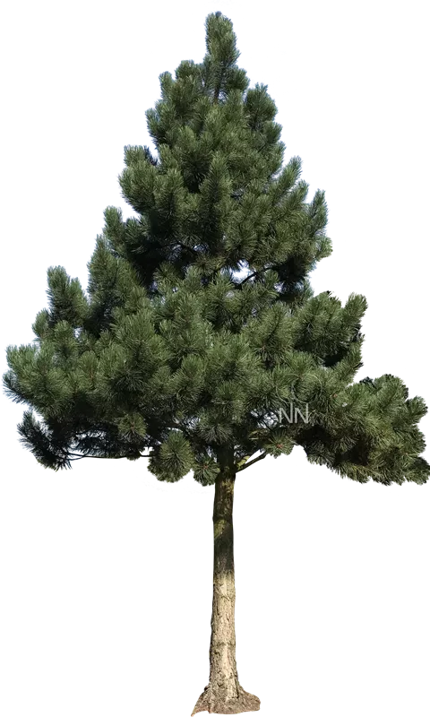 Pinus nigra ssp.nigra