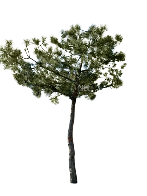 Pinus sylvestris