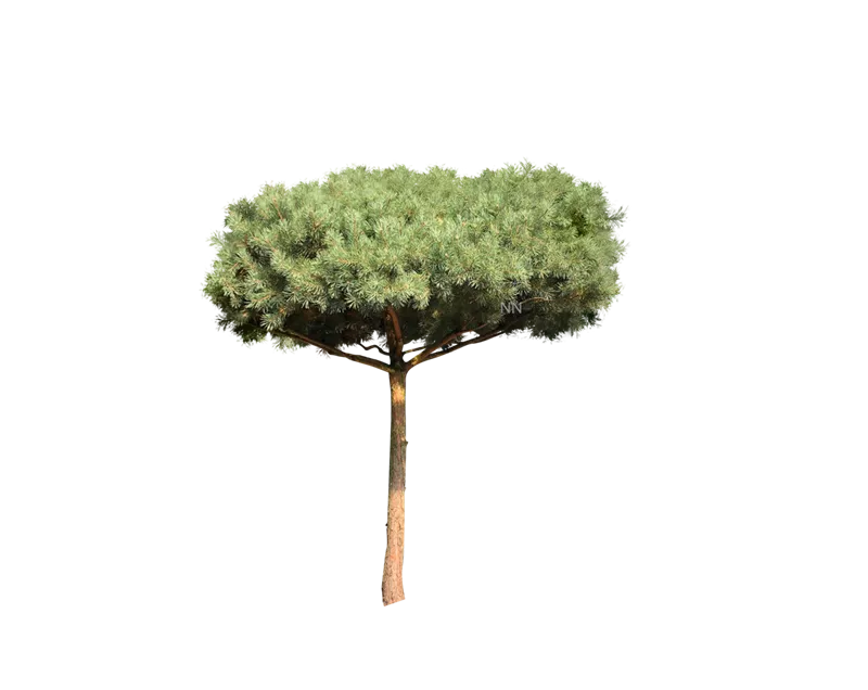 Pinus sylvestris
