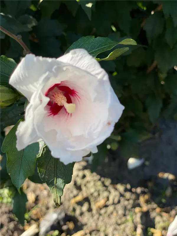 Hibiscus syriacus 'Red Heart'