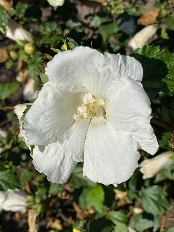 Hibiscus syriacus 'Totus Albus'