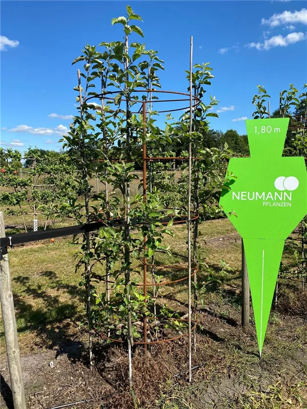 Malus 'Jonagold' CAC