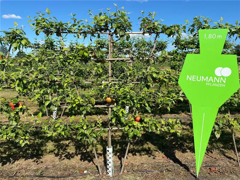 Malus 'Danziger Kantapfel' CAC