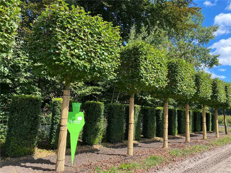 Tilia cordata 'Rancho'