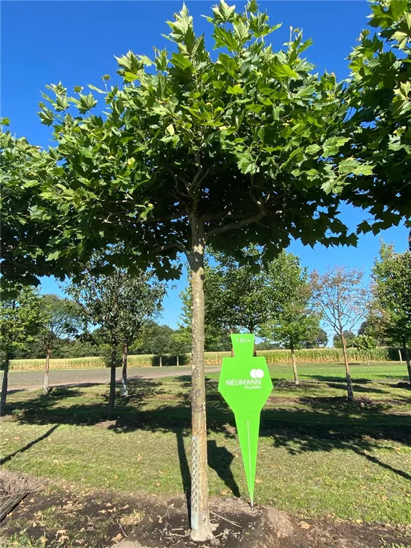 Platanus hispanica