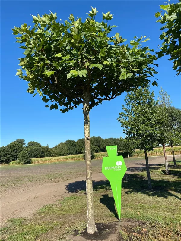 Platanus hispanica