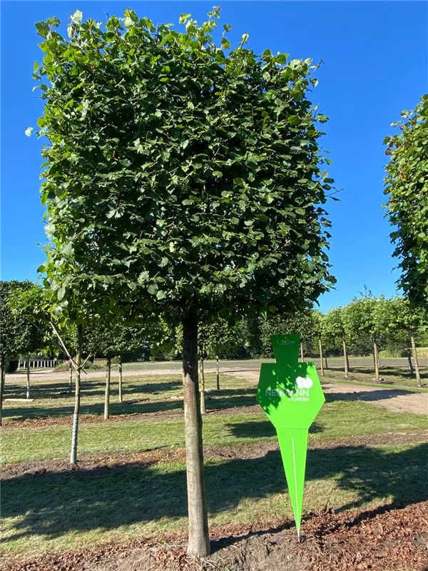 Tilia europaea 'Pallida'