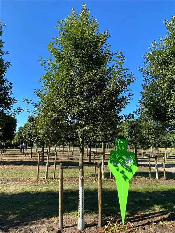 Malus 'Evereste' -R-