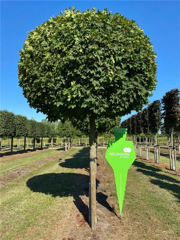 Acer platanoides 'Globosum'