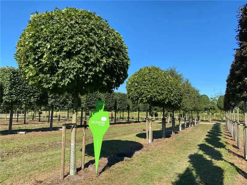 Acer platanoides 'Globosum'