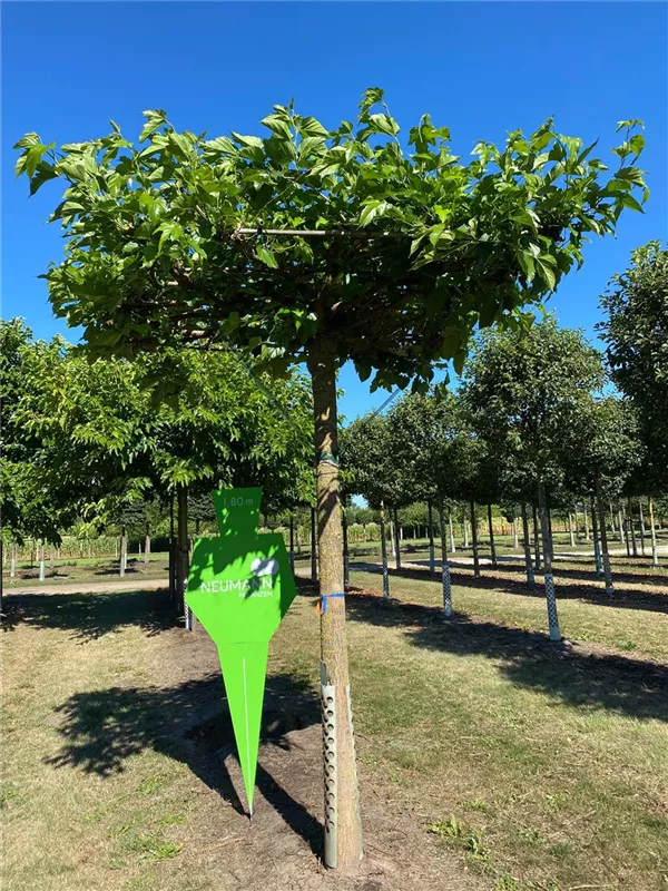 Morus alba 'Fruitless'
