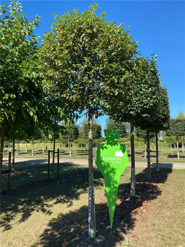 Malus 'Evereste' -R-