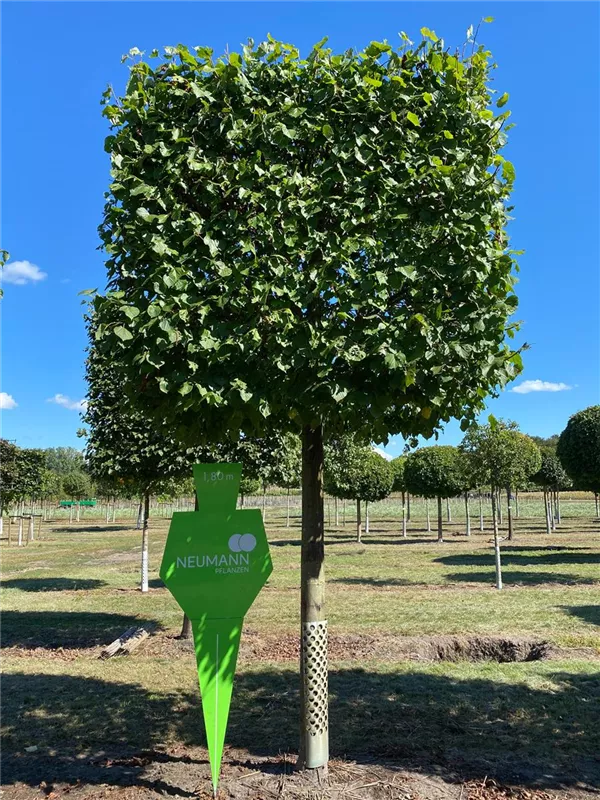 Tilia europaea 'Pallida'
