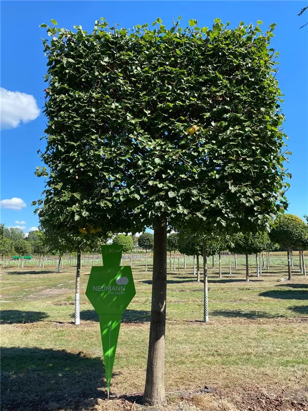 Tilia europaea 'Pallida'
