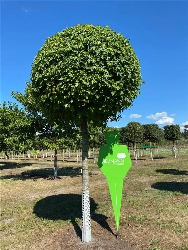 Liquidambar styraciflua 'Gumball'