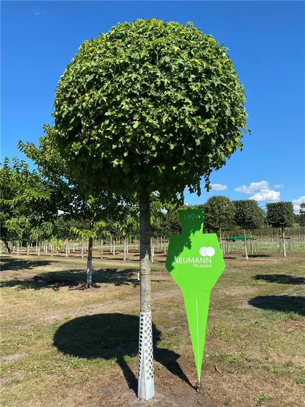 Liquidambar styraciflua 'Gumball'