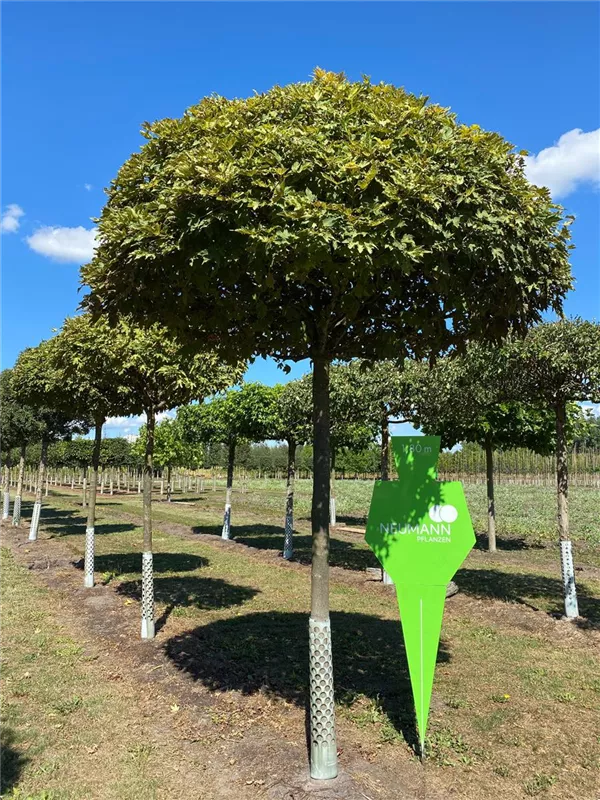 Acer pseudoplatanus 'Prinz Handjery'
