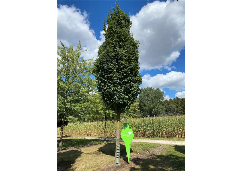 Feldahorn 'Green Column'