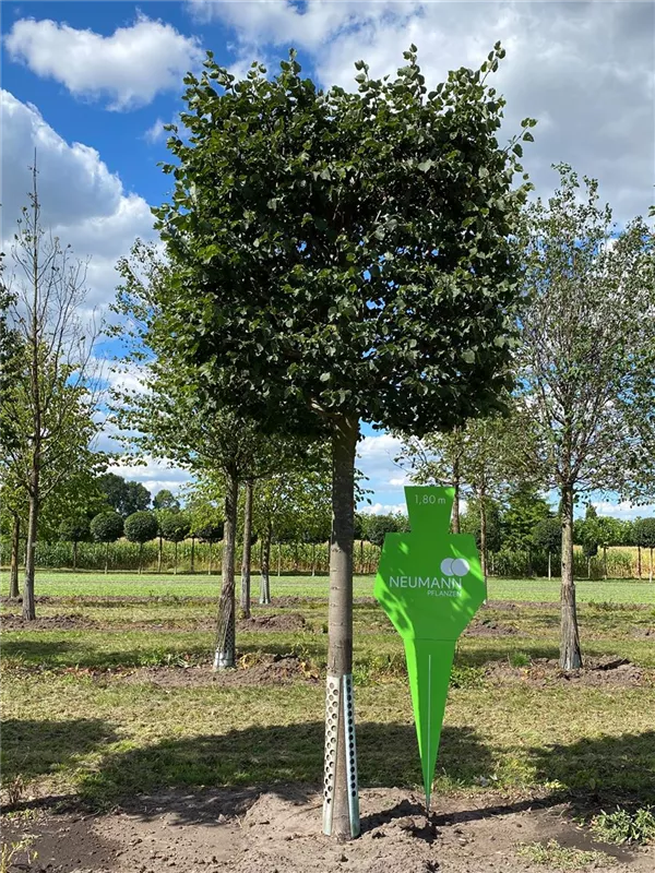 Tilia cordata 'Rancho'