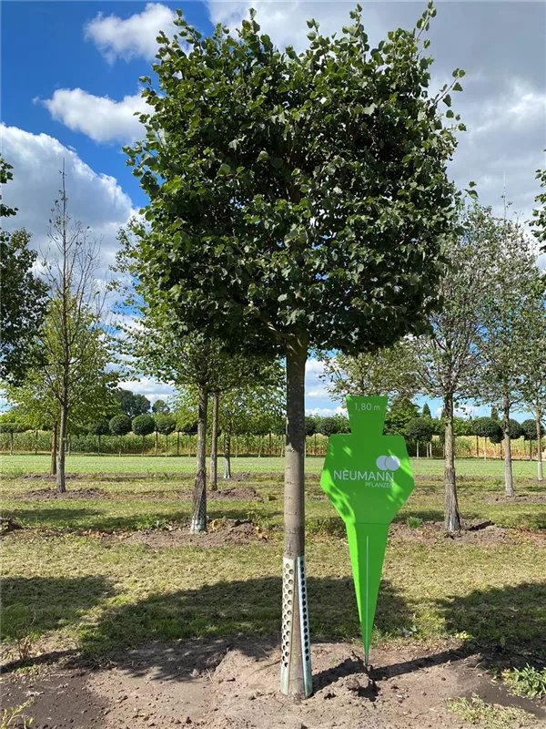 Tilia cordata 'Rancho'
