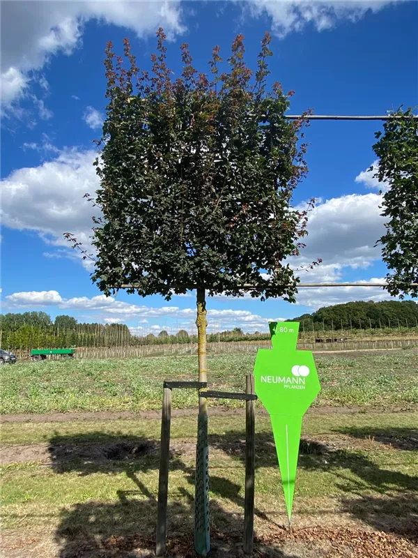 Acer campestre Acer campestre