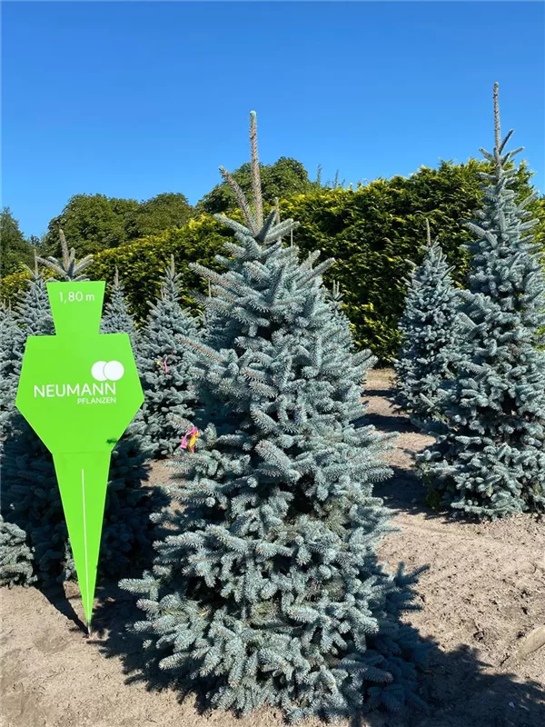 Picea pungens glauca