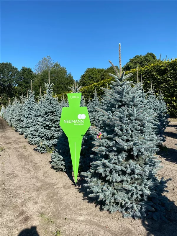 Picea pungens glauca