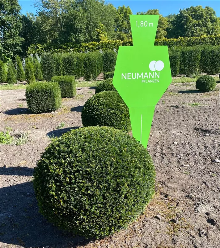 Taxus baccata