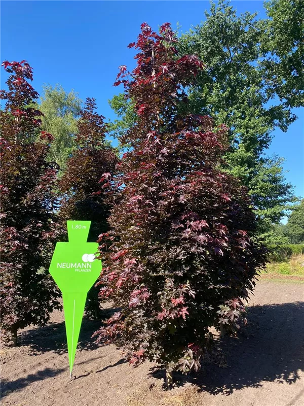 Acer platanoides 'Royal Red'