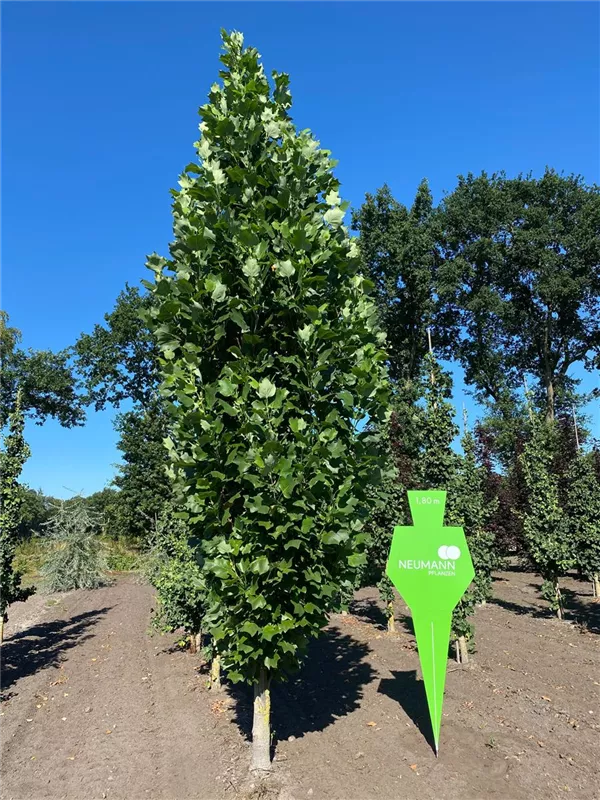 Liriodendron tulipifera 'Fastigiatum'