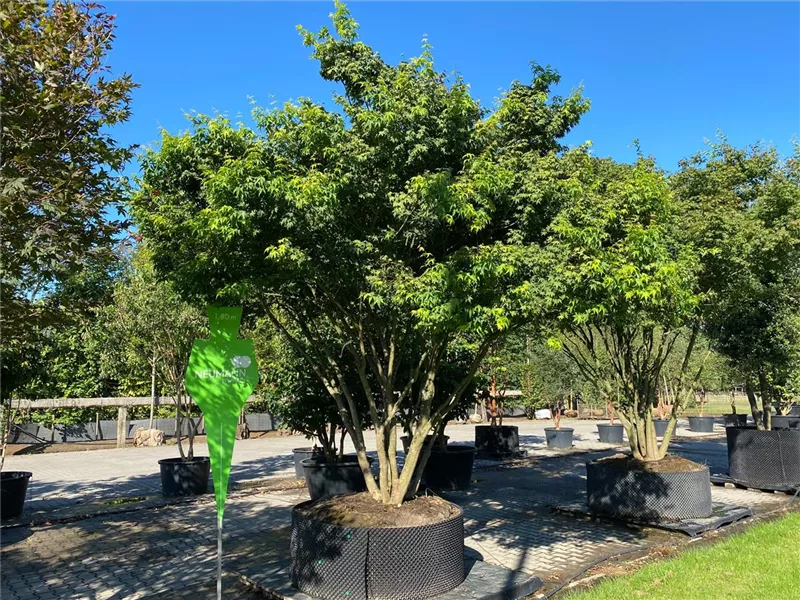 Acer palmatum